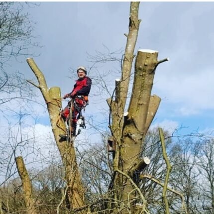 Felling trees with crampons