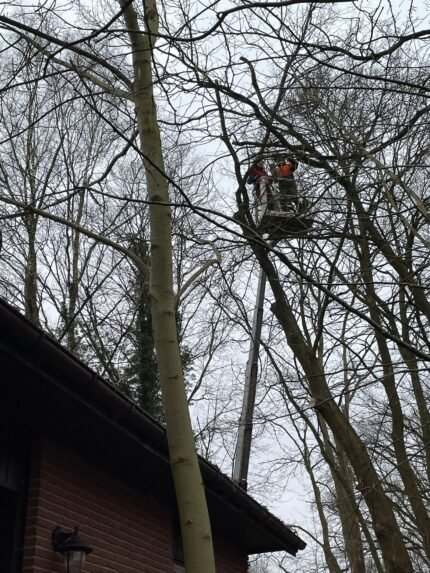 Tree felling with 20 m work platform